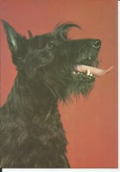 PIES RASY TERRIER SZKOCKI