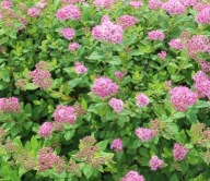 Tawuła japońska Little Princes P9