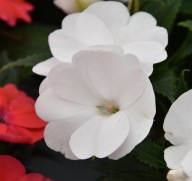 Niecierpek Sunpatiens Compact White