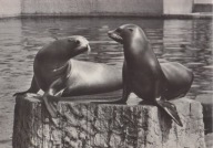 WARSZAWA - ZOO - OGRÓD ZOOLOGICZNY - UCHATKI KALIFORNIJSKIE