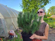 Kosodrzewina pumilio 38-40cm