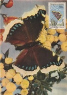 Motyle - 5 maximumkart