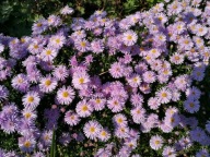 ASTER LAWENDOWY pastelowe delikatnie różowe kwiaty SADZONKI