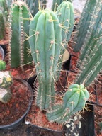 Kaktus Trichocereus Pach X bridgesii większy PB3 + gratisy + ogrzewacz