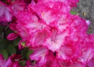 Rododendron ,,STERNZAUBER" żywe kolory w twoim ogrodzie