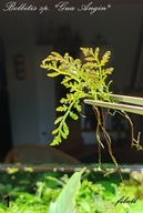 Bolbitis sp. "Gua Angin" -kolekcja - od fibell