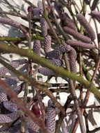 1kg Przysmak dla gryzoni gałąź leszczyny naturalne eko świeżo cięte