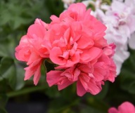 Pelargonia PEŁNA ZWISAJĄCA peltatum Royal Coral