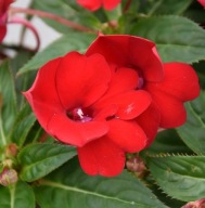 Niecierpek SŁONECZNY Sunpatiens Compact Red
