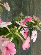 Achimenes Rosenthal - kłącze