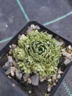 Skalnica - Saxifraga 'Michel de Montaigne'