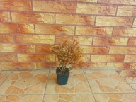 Tuja 'Golden Tuffet' (Thuja occidentalis 'Golden Tuffet')