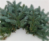 ŻYWE GAŁĄZKI 20 SZTUK 50 CM SOSNOWE NA STROIKI WIANKI OZDOBY ŚWIĄTECZNE