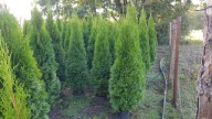 Thuja Smaragd Tuja Szmaragd do 180cm z doniczki