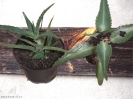 Żyworódka zdrowa lecznicza sadzonka młoda + aloes drzewiasty ładny zdrowy