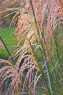 Miskant chiński Cezar – majestatyczna trawa o pokroju fontannowym NOWOŚĆ