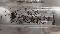 Monomorium subopacum kolonia 1 królowa + około 40 robotnic + potomstwo