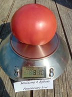 Pomidor Malinowy z Syberii pyszny plenny odporny nasiona kolekcjonerskie