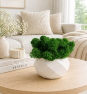 Mała doniczka z mchem na biurko ozdoba 8 cm chrobotek