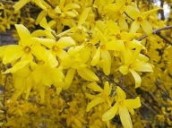 Forsycja- żółte kwiaty (192) - 3 l