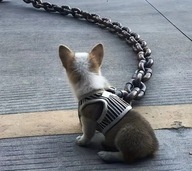 Nowoczesna smycz dla psa, kota