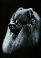 Pomeranian - szpic miniaturowy PIES - Rysunek obraz na prezent - A4