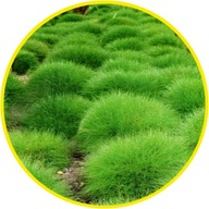 Trawa wieloletnia "Niedźwiedzie futro"