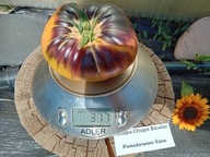 Pomidor Chupa Chups Bicolor niezwykle urodziwy nasiona kolekcjonerskie