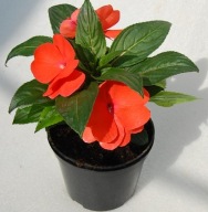 Niecierpek NG Impatiens Magnifico Orange KWIATY DO PÓŁCIENIA