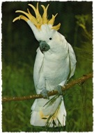 PAPUGA KAKADU ŻÓŁTOCZUBA ORNITOLOGIA PTAK EGZOTYCZNY AUSTRALIA 1978