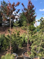 ŚLIWA WIŚNIOWA 'Pissardi' wysokość ok. 250-300cm