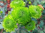 CHRYZANTEMA ZIMUJĄCA KŁĄCZOWA ###### ZIELONA NISKA ##### litara