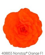 Begonia BULWIASTA Nonstop ORANGE