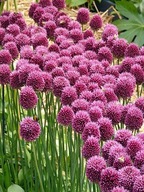 Czosnek główkowaty w doniczce sadzonka p9 mrozoodporny 10 cm wieloletni