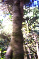 Świerk biały kulisty stry 18 letni okaz OLX karłowy szczepiony pienny inny