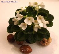 Fiołek afrykański @sadzonka @Macs Misty Meadow @ semiminiatura@