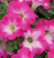 Petunia WIELKOKWIATOWA Fanfare Rose Morn