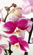 PHALENOPSIS storczyk 24,03