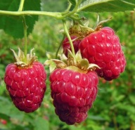 Sadzonki malin, malina, maliny jesienne POKUSA