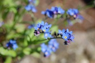 Niezapominajka Myosotis sylvatica Laura Deep Blue KWIATY WIOSENNE