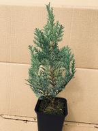 Cyprysik Columnaris 15 - 20 cm w doniczce P9 dobrze ukorzeniony