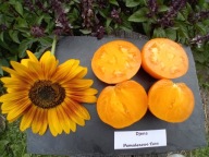 Pomidor DJENA LEE'S GOLDEN GIRL z 1920 roku nasiona kolekcjonerskie