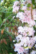 Wiśnia fastigiata kolumna szczepiona japońska inna