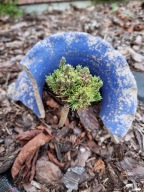 NOWA MINIATURKA Sosna górska, kosodrzewina 'Babol' Pinus mugo