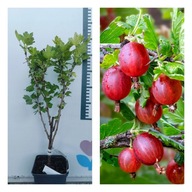 Agrest czerwony "Kamieniar" Pyszne Czerwone Owoce Zdrowa Sadzonka P9!