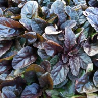 Dąbrówka rozłogowa Ajuga reptans "Mahogany"