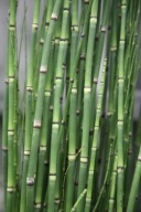 Skrzyp zimowy sadzonka P9 !! WIELOLETNIA ZIMOZIELONA !! Equisetum hyemale