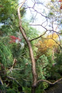 Sosna wydmowa 17 letnia szczepiona jednostronnie przewieszona inna