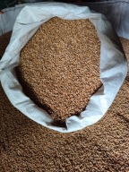 Pszenica 20 kg pasza dla kur, królików, indyków, gęsi, kaczek, na ryby