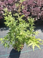 Klon palmowy UKIGUMO wyjątkowy! sadzonka